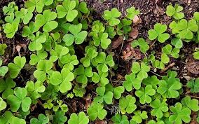 How To Get Rid Of Oxalis Kings Plant Doctor