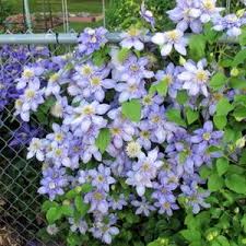 If you take care to find an appropriate site when planting an evergreen clematis, you'll find the vine is. Clematis Blue Light In The Clematis Database Garden Org