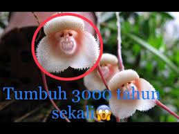 Ngiring semeton lestarikan bali dengan menanam bunga kamboja. 8 Jenis Bunga Ini Sangat Langka Keberadaannya Fakta Bunga No 4 Bikin Melongo Bahasdunia Youtube
