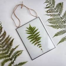 Frames offer a great way to make the people and places you love a natural part of your room. Pressed Fern Frame Pressed Plants Suspended Between Glass Double Sided Glass Frame Gift For Nature Lovers By J Pressed Flower Art Pressed Flowers Flower Art