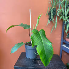 Image result for Filodendron Philodendron