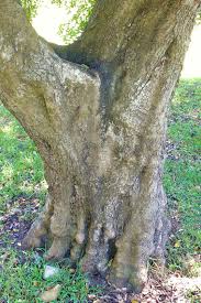 Image result for Ceratonia