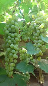 Cumpara acum, 100% sigur prin garantia de livrare. Terez La Bolta Vita De Vie 2013 Maryanne