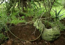 Image result for Adenia spinosa