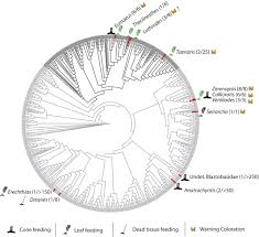 Get contact details and address of pest control services, termite control, pest control solutions firms and companies. Ecology And Evolution Of Cycad Feeding Lepidoptera Whitaker 2020 Ecology Letters Wiley Online Library