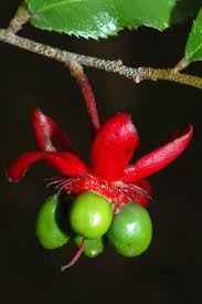 Image result for Ochnaceae