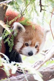 Central Park Zoo Animals Beautiful Super Cute Animals Cute Animals