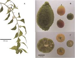 Image result for Citropsis