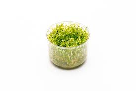 Image result for Rotala mexicana