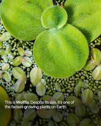 Image result for Wolffiella