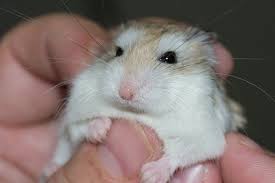 We did not find results for: How Long Do Hamsters Live Hamster Life Span