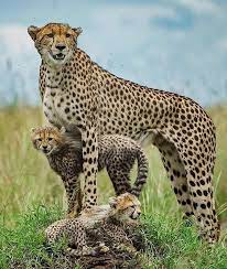 Cheetah Family By Hermis Haridas Baby Animals Pictures Baby Animals Funny Animals Beautiful