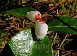 Image result for Galenia procumbens