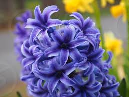 Purple iris and blue iris are often used as funeral flowers for soldiers as they convey respect, hope and faith. Macro Photography Purple Cluster Flowers By Amanda Redfern Photo Stock Snapwire