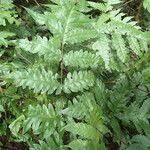 Image result for Tectaria fernandensis