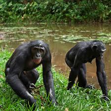 Bonobo teams up with totally enormous extinct dinosaurs for disco tribute 'heartbreak'. Kennst Du Schon Die Bonobos Wwf Junior