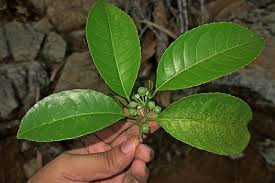 Image result for Rinorea