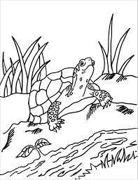 You could also print the image. Box Turtle Coloring Page Coloringbay