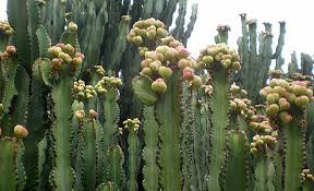 Image result for Euphorbia candelabrum