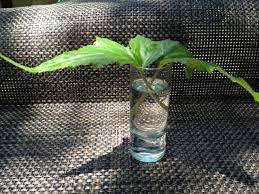 Propagation is much easier and anyone can do that , to propagate begonias you can apply 2 methods either using leaf or stem cutting. How To Propagate Begonias Hgtv