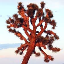 If You Ve Never Been To Joshua Tree But Have Considered It Do It The Trees The Sunsets The Desert Joshua Tree National Park Joshua Tree Visit California