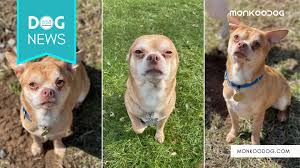 Come meet second chance pet adoption league's pets. Meet Prancer The Demonic Chihuahua Going Viral For His Adoption Ad