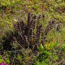 Image result for Tridentea