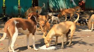 No Sentiments of…': Supreme Court Orders To Make Delhi-NCR Stray Dog-Free,  Asks Authorities to Sterilise and Shelter Strays | Republic World