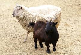 Accordingly, in a perfect world, opening a credit card which requires one to sign a contract wherein they are agreeing to pay interest under certain circumstances is haram. Q Id0329 What Is The Ruling On Eating Ojri Stomach And Brains Of An Animal Seekerspath