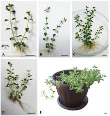 Image result for Micromeria imbricata