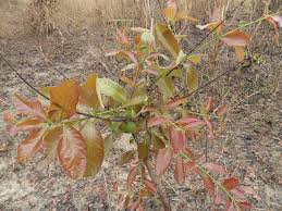 Image result for Combretum psidioides