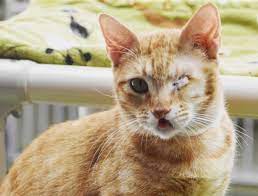 Meet Cleo And Fall In Love Cat Adoption Feline Pet Day
