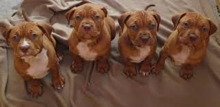 Classifieds For Sale In Sanford Florida 32773 Used Stuff Ads Red Nose Pitbull Pitbull Mix Puppies Animals Friends