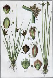 Image result for Schoenoplectiella