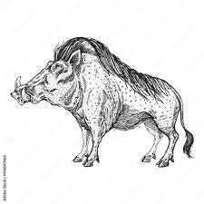 Art of zoo boar