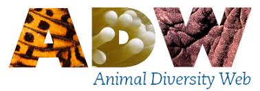 New england aquarium (boston & quincy, ma): Animal Diversity Web Grades 4 8 Northampton Public Library