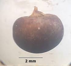 Image result for Rhynchosia viscosa