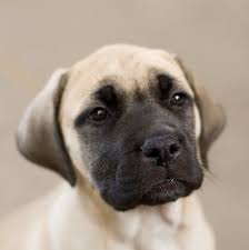 Start sharing your pictures with the world! 5 Reasons To Buy English Mastiff Puppies Mastiff Master Mastiffmaster Com