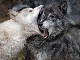 Karanligi Aydinlatan Isik Wolves Fighting Wolf Pictures Animals Wild