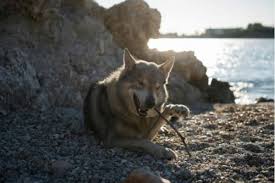 There are only a handful of reputable tamaskan breeders out there. Tamaskan Dog Breed Information And Owner S Guide Perfect Dog Breeds