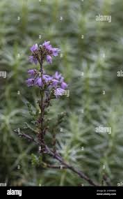 Broom heather hi-res stock photography and images