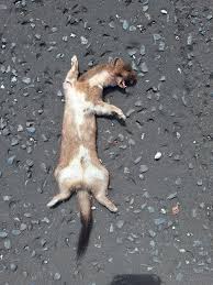 Jade Kirkpatrick (@JKirkpatrick37)