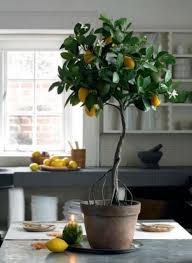 Planting Care Design Indoor Plants Best Indoor Plants Indoor Trees