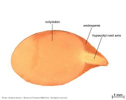 Image result for Manilkara obovata