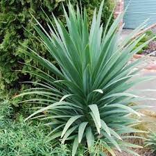 Cordyline Jade Fountain 2 5 Litre Pot Specimen Trees Fountain Plants