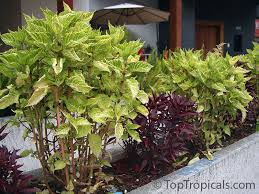 Image result for Iresine lindenii