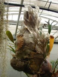 Image result for parožnatka Platycerium