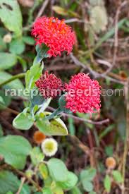 Image result for Kleinia abyssinica