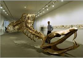 Titanoboa: The Giant Snake • Size: Estimated to be around 42–47 feet  (12.8–14.3 meters) long, about the length of a school bus. • Weight:  Weighed approximately 1,135 kg (2,500 lbs). • Time