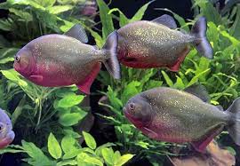 Mimpi dapat ikan mempunyai arti bahwa anda akan mendapatkan rezeki atau keberuntungan dimana sesuai besarnya ikannya juga semakin besar atau banyak. 86 Gambar Ikan Piranha Terbaik Gambar Pixabay